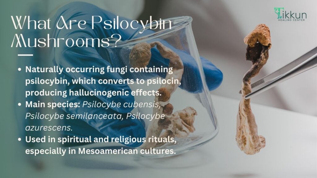 What Are Psilocybin Mushrooms